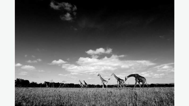 Balade de girafes