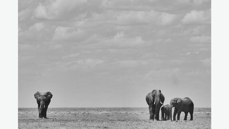 Eléphants du parc d'Amboseli