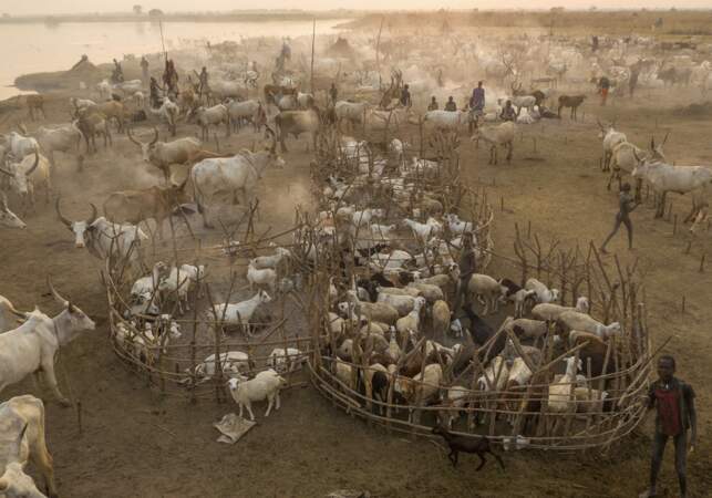 Camps de bétail au bord du Nil blanc