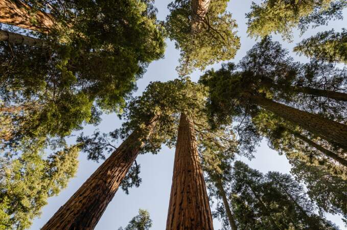 Le parc national de Sequoia