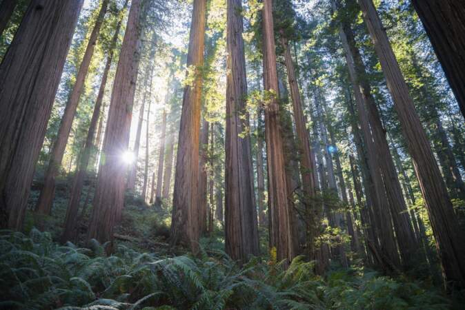 10 - Le parc national de Redwood, Etats-Unis (95,2 millions)