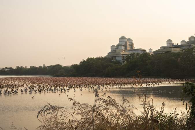 La mangrove reste un refuge pour les oiseaux