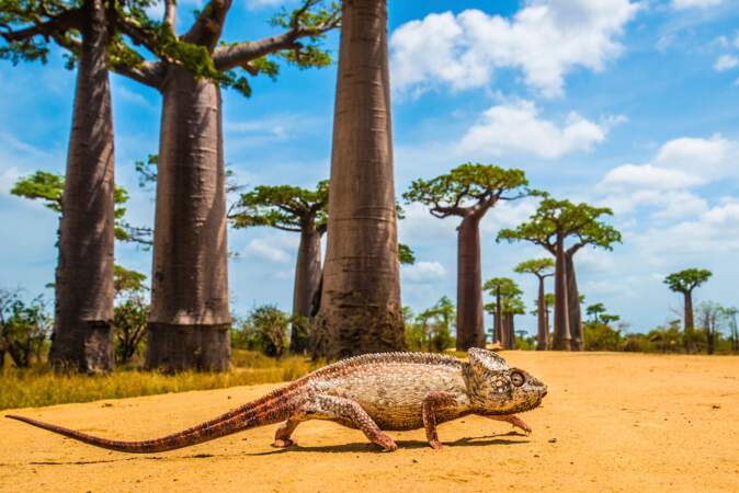 Shannon Wild. Malagasy Giant Chameleon at Baobab Alley, Madagascar.