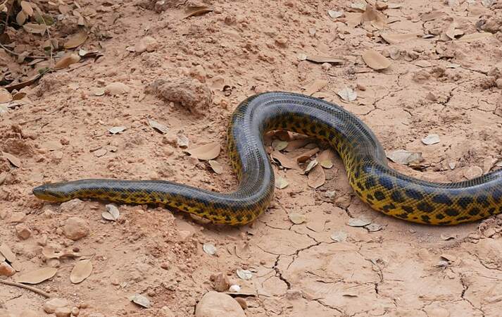 Un anaconda jaune