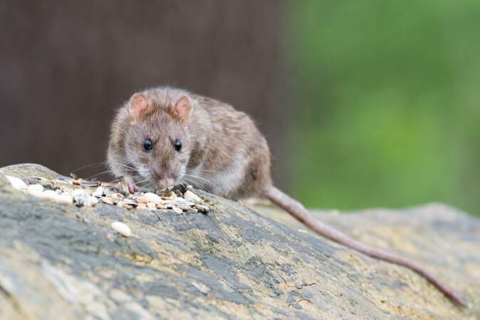 Le rat comprend le langage verbal et non verbal.