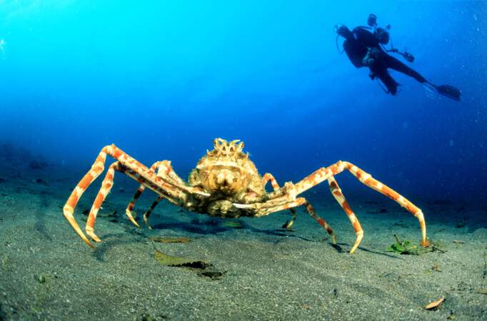 Le crabe-araignée géant