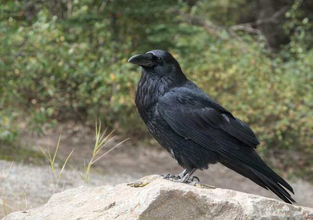 Le corbeau sait élaborer des tactiques complexes.