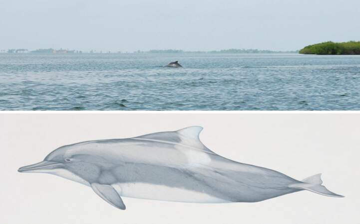Le dauphin à bosse de l'Atlantique (Sousa teuszii)