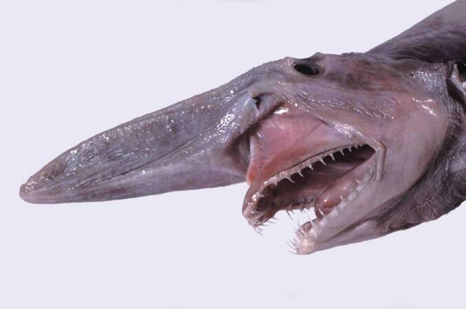 Le requin-lutin ou requin-gobelin (Mitsukurina owstoni)
