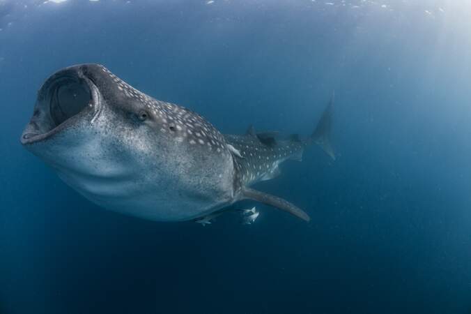 Le requin baleine (Rhincodon typus)