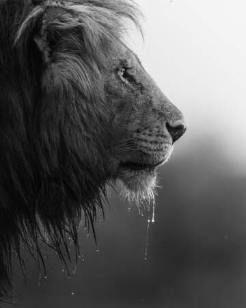 Lion d'Afrique, Réserve nationale du Maasai Mara, Kenya