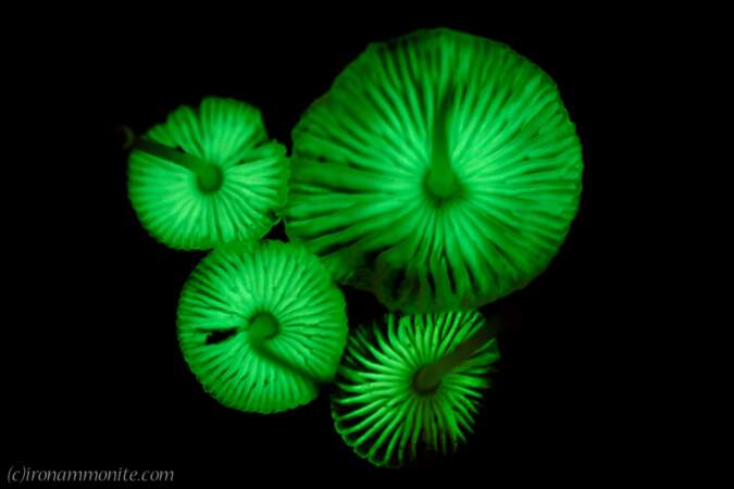 Champignon bioluminescent (1/2)