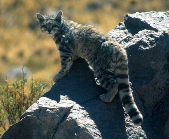 Le chat des Andes