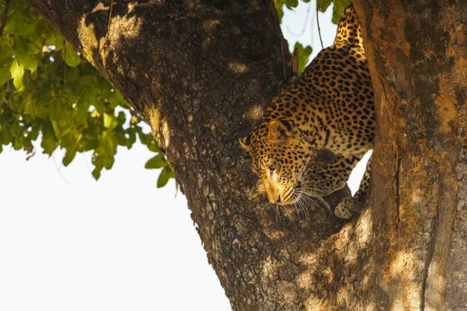 Le léopard d'Afrique