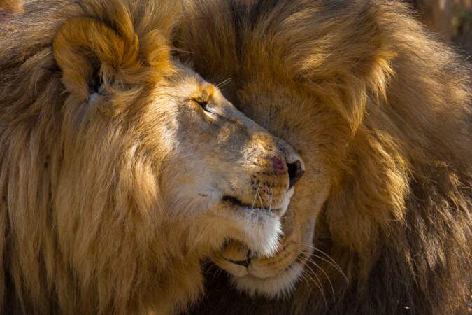 Les lions d'Afrique
