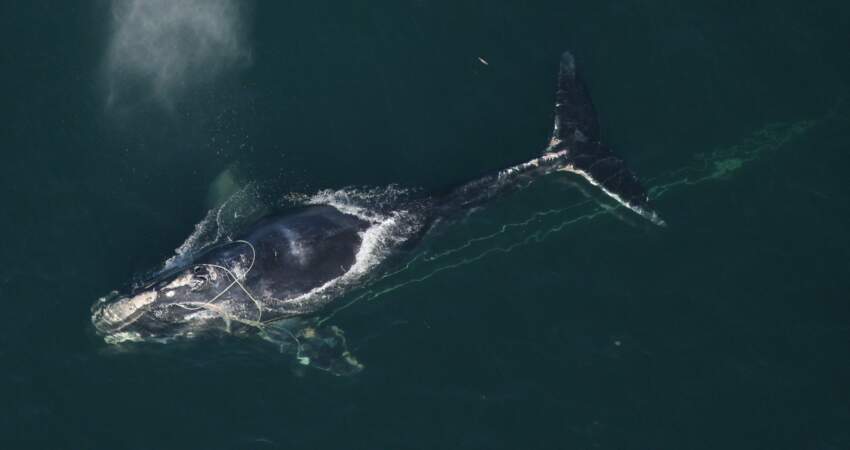 La baleine franche de l'Atlantique nord