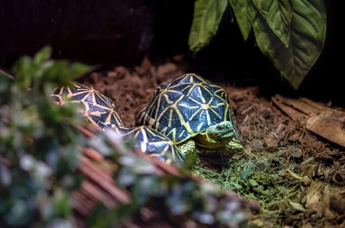 La tortue étoilée de Madagascar