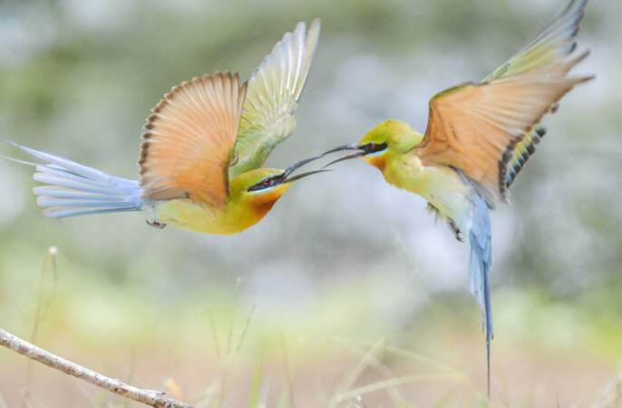 Le colibri