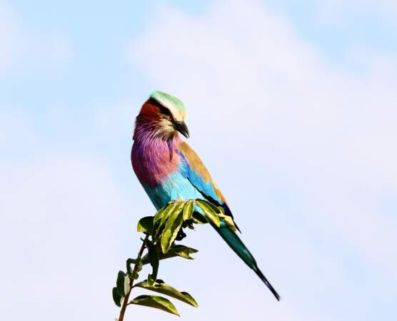 Un oiseau tout en couleurs