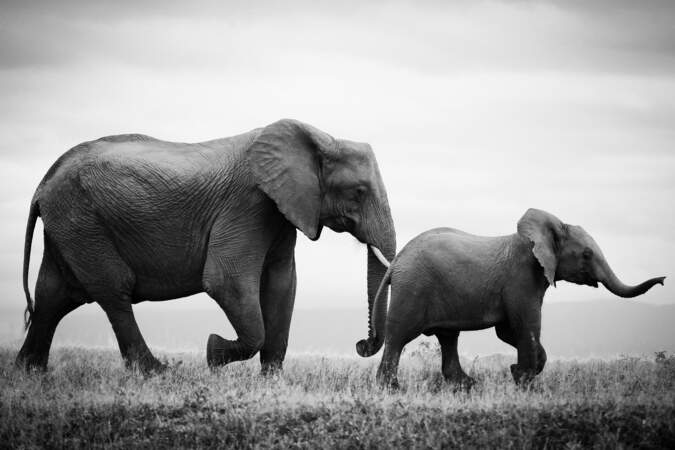 Une mère éléphant et son petit