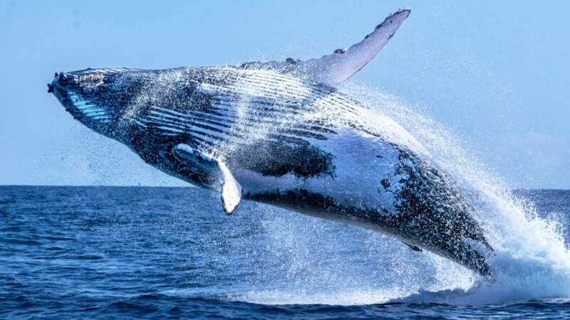 Le saut de la baleine