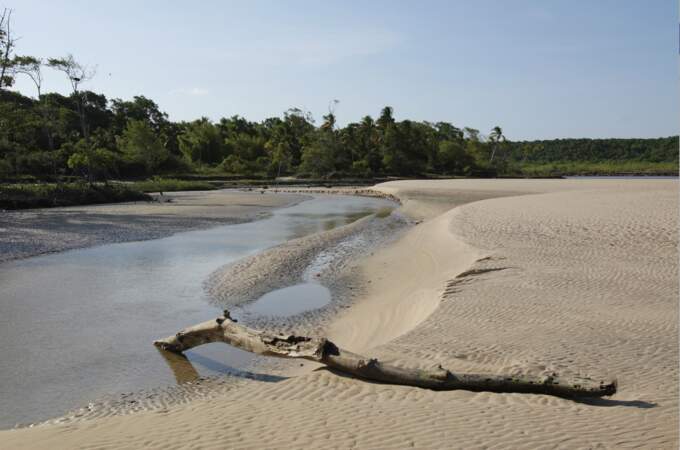 Les plages du fleuve Amazone 