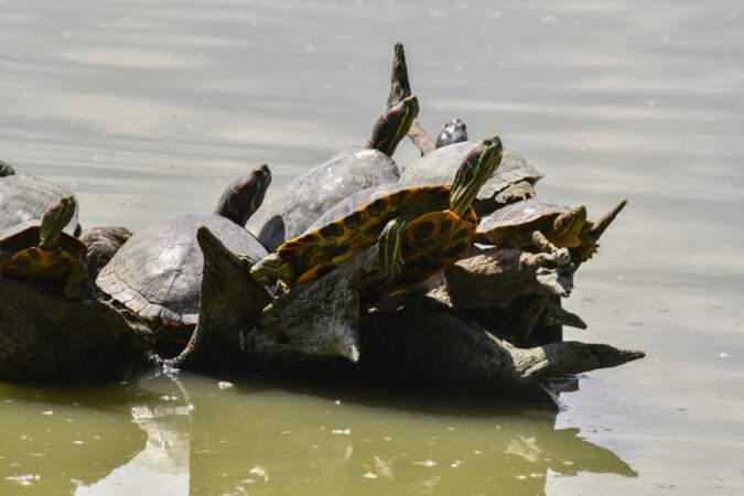 Des tortues de Floride.