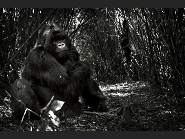 Le chef d’un groupe de gorilles dans le Parc National des Volcans, au Rwanda
