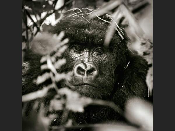 Un jeune gorille du groupe Hirwa, dans le Parc National des Volcans, au Rwanda