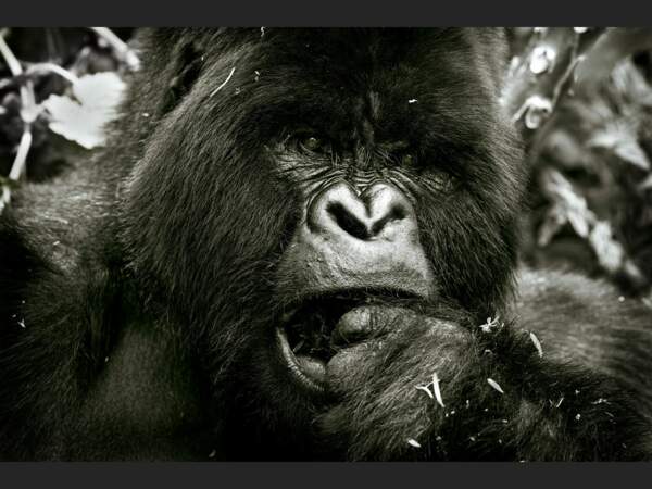 Repas d’un gorille dans le Parc National des Volcans, au Rwanda