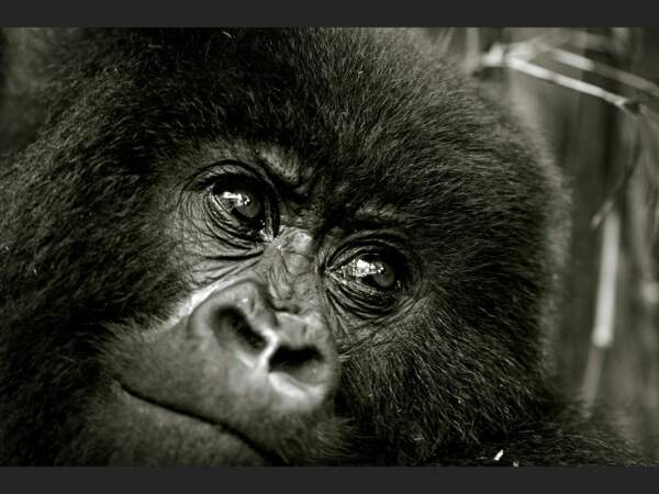 Un jeune gorille dans le Parc National des Volcans, au Rwanda