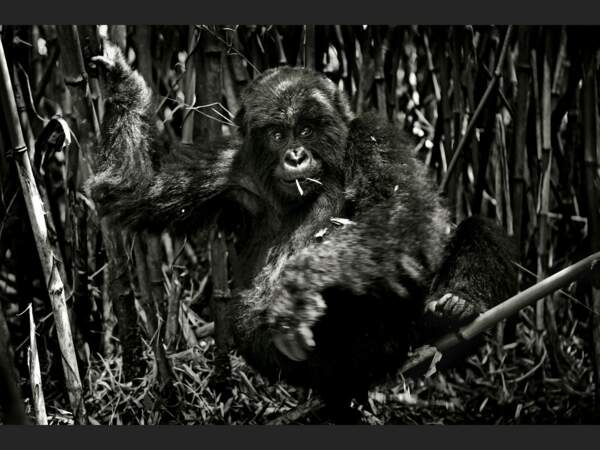 Jeune gorille du groupe Suza dans le Parc National des Volcans, au Rwanda