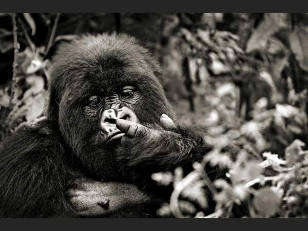 Un gorille dans le Parc National des Volcans, au Rwanda