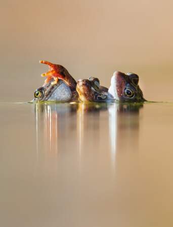 Trois grenouilles en Amplexus